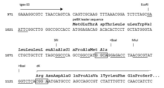 TGEX-LC-dK-Zeo cloning site